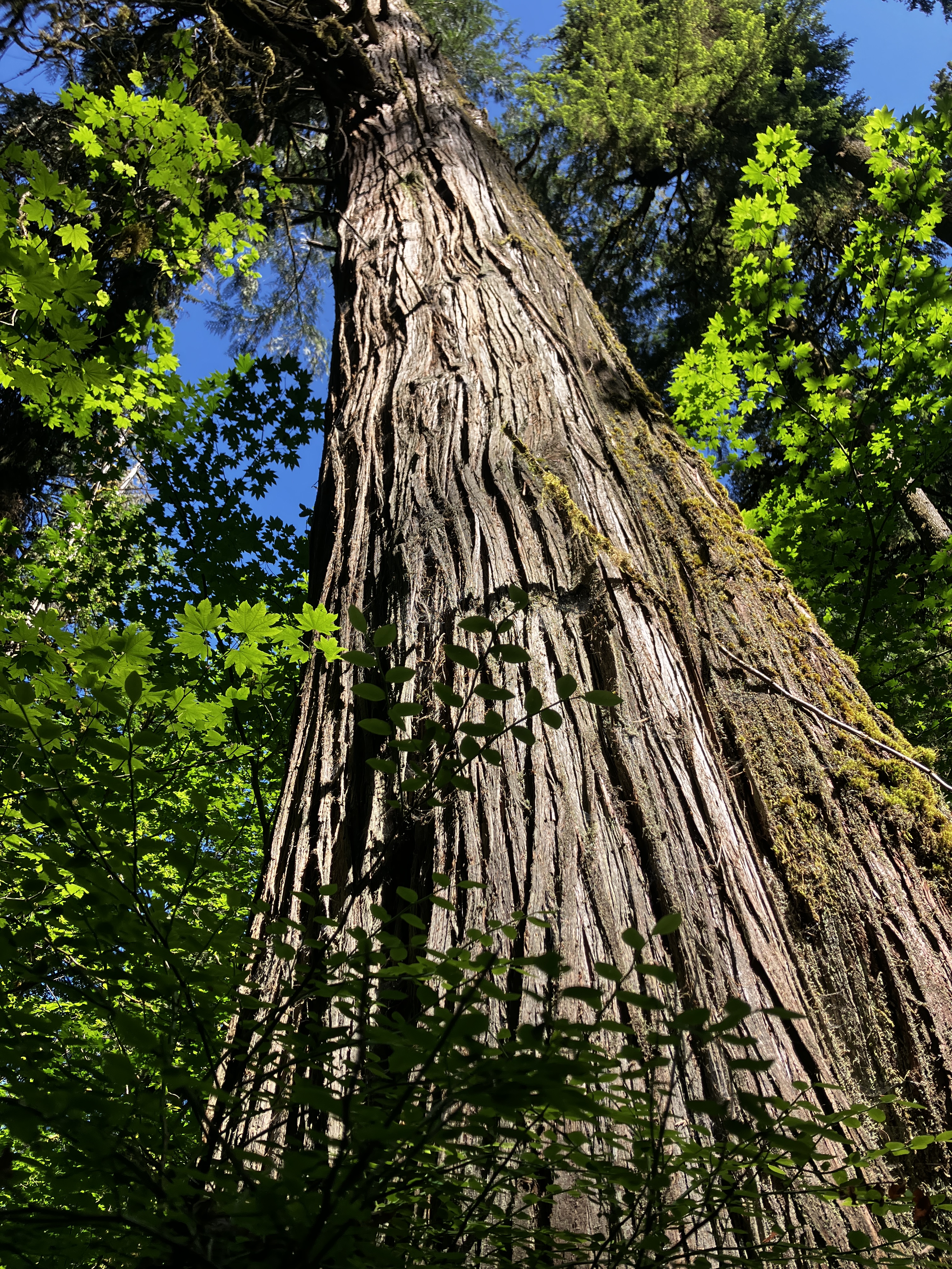 Western red cedar rising into the sky