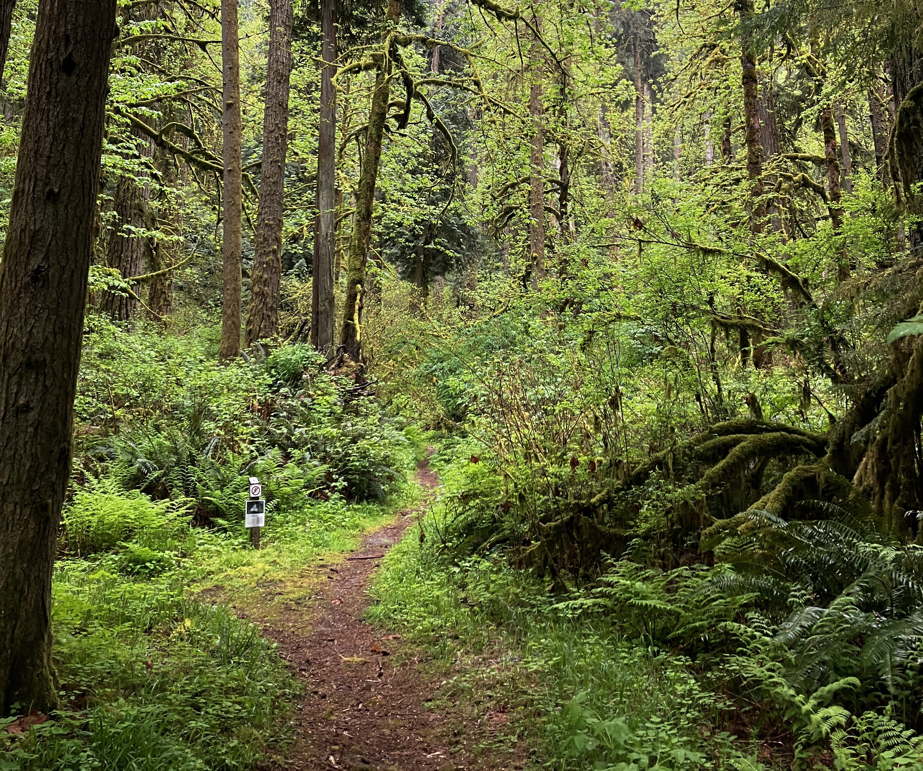 Trail winding through a temperate rain forest